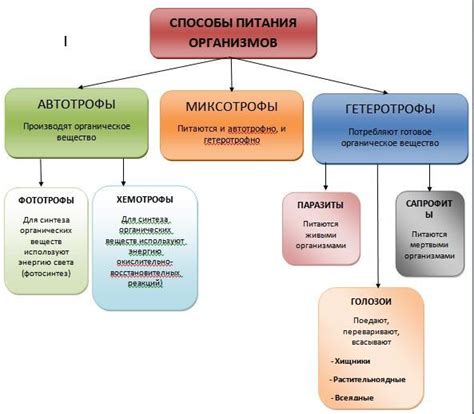 Оригинальные способы питания опунции: эксперименты, которые стоит попробовать