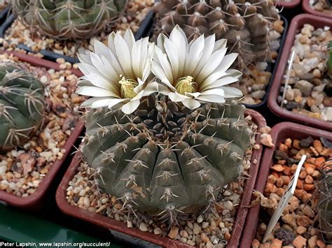 Освещение: неотъемлемый фактор для процветания каткуса gymnocalycium