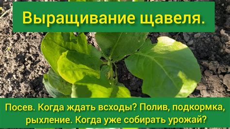 Осеннее разрушение щавеля: уничтожение силой рук и инструментов