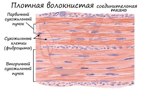 Ослабление мышц матки и соединительных тканей