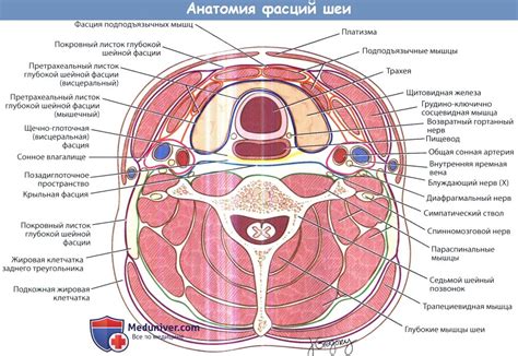 Ослабление мышц шеи и подбородочной области