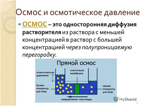 Осмотическое давление: механизмы функционирования в ситовидных каналах