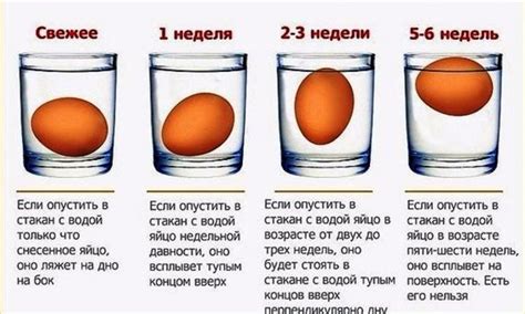 Осмотр и состояние яйцевода в качестве индикатора свежести яиц