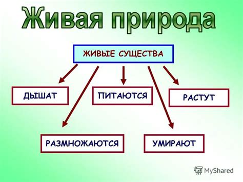 Основная схема формирования металлического существо в интерактивной добывающей составляющей