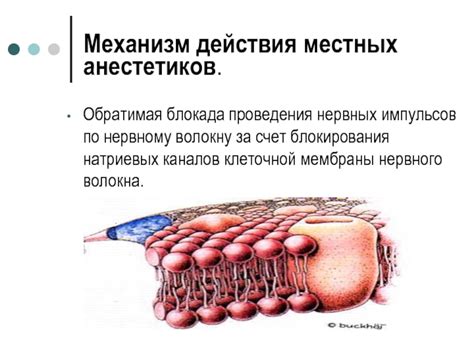 Основной принцип действия местных анестетиков: механизм блокировки нервных сигналов