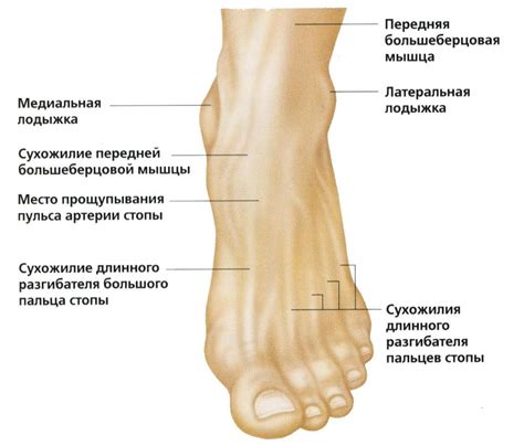 Основные кости и соединения в области лодыжки