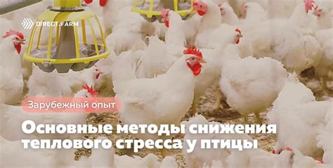 Основные методы приготовления птицы на решетке