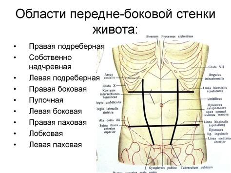 Основные моменты дефекта пластической ткани в области живота