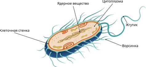 Основные моменты по понятию Хиллари бактерии и ее влиянию на организм