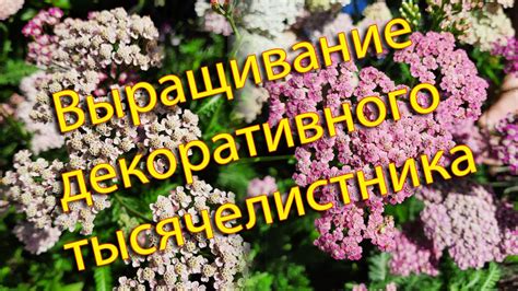 Основные нежелательные эффекты и противопоказания при применении тысячелистника