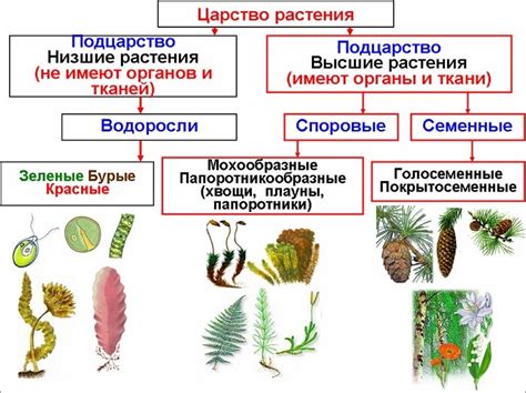 Основные признаки наличия зеленых настилов на растениях