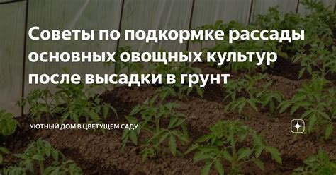 Основные принципы высадки овощных культур в зимний период