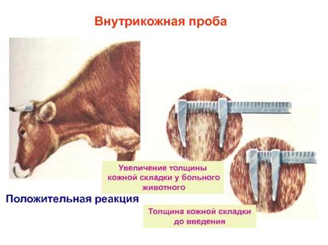 Основные принципы связывания крупного рогатого скота