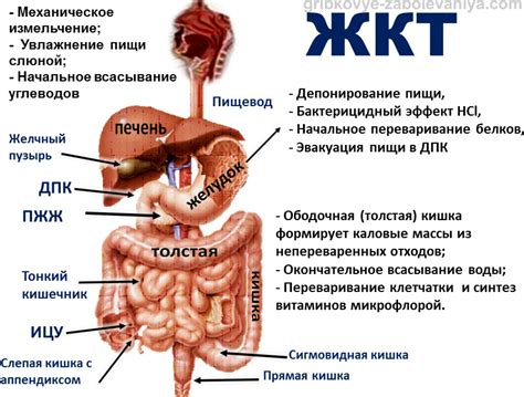 Основные причины и симптомы детских желудочно-кишечных расстройств