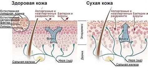 Основные причины появления морщинистой и обезвоженной кожи в области глаз