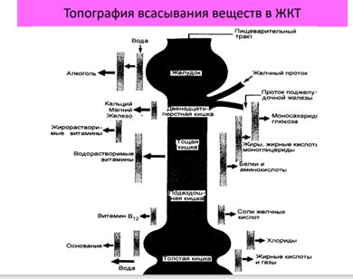 Основные продукты, способствующие развитию полезной микрофлоры в толстой кишке