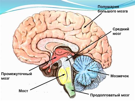 Основные проявлениязаболевания головного мозга