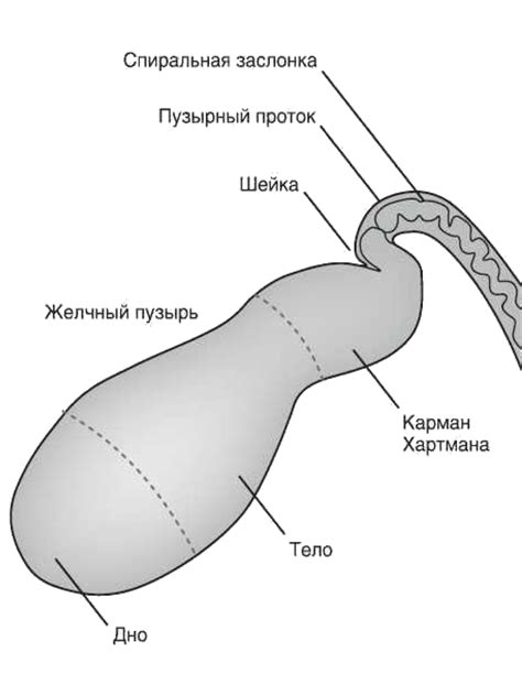 Основные проявления неправильного изгиба желчного пузыря