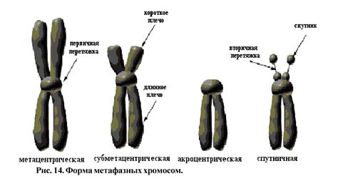 Основные разнообразия структуры хромосом