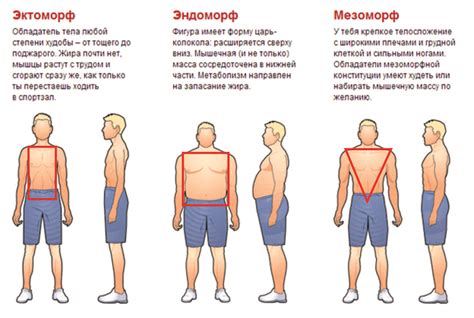 Основные типы фигуры: эндоморф, мезоморф, эктоморф