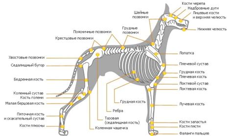 Основные фазы переваривания у собак: общая схема