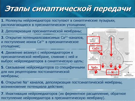 Основные факторы, вызывающие возникновение нарушений проведения импульса в предсердиях