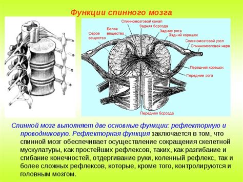 Основные функции спинной и грудной мускулатуры