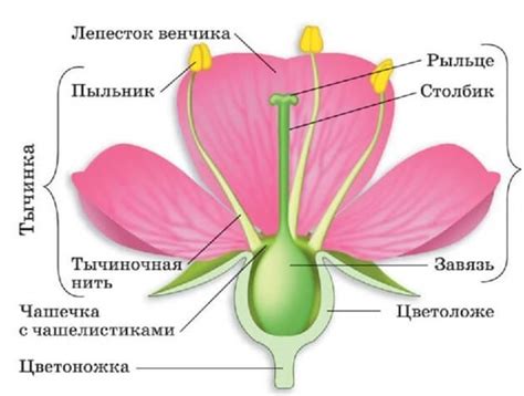 Основные этапы создания прекрасного цветка