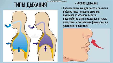 Особенности дыхания сокращенным вдохом