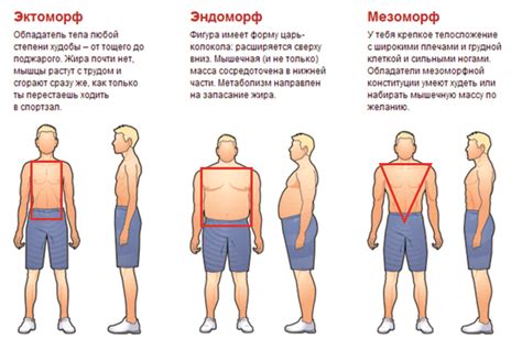 Особенности мезоморфного типа фигуры в 14 лет