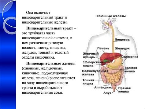 Особенности пищеварительной системы и их влияние на дыхательную функцию