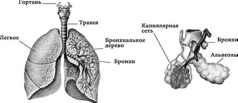 Особенности применения специальной системы для удаления газов у детей разного возраста