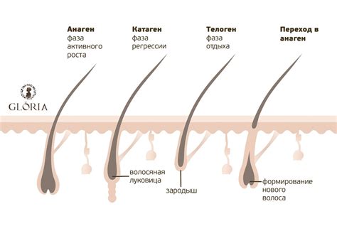 Особенности роста волос и его взаимосвязь с оттенком