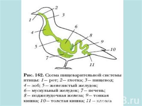 Особенности строения и функционирования птицы-аналога в воздухе