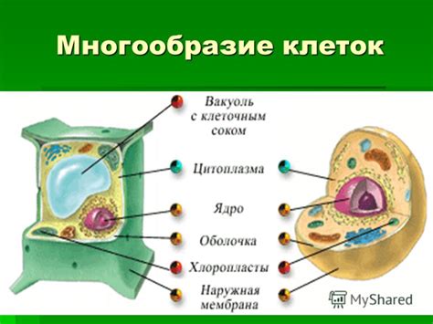 Особенности структур аналогичных ключевым клеток