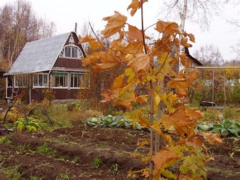 Особенности ухода за плодовыми деревьями и кустарниками в осенний период