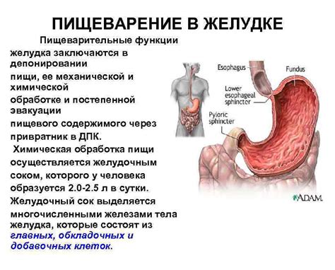 Отклонение в пищеварительной системе