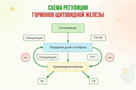 Отличия между анализами ТТГ и Т4: