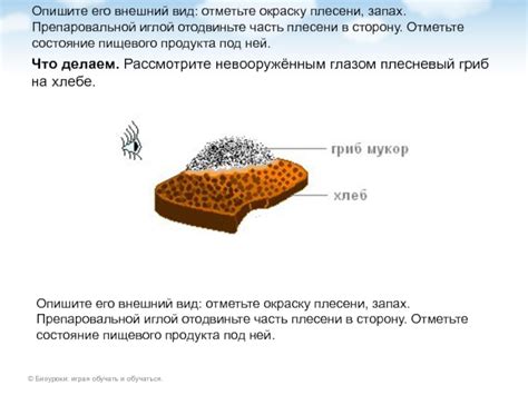 Отметьте внешний вид оболочки