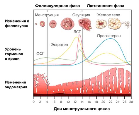 Отсутствие менструационного цикла