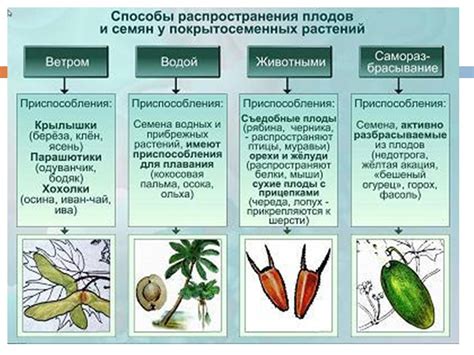 Оценка величины и формы плодов