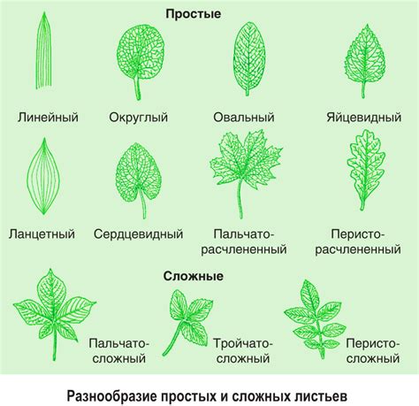 Оценка внешнего вида и состояния листьев растения