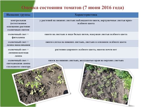 Оценка состояния томатов перед использованием