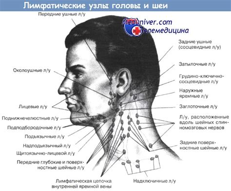 Ощупывание кожи головы и шейных лимфатических узлов