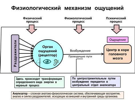 Ощущение беспомощности: уроки, которые может дать сон об эксперименте на украшения