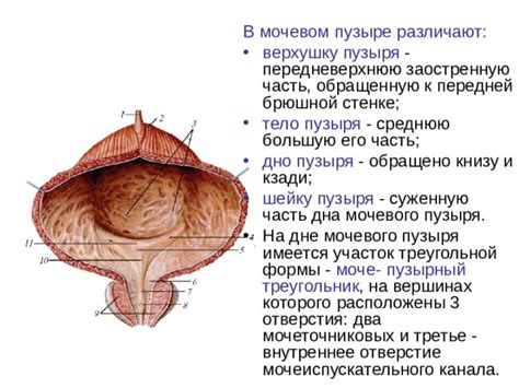 Ощущения, указывающие на присутствие иллюзорных частиц в мочевом пузыре