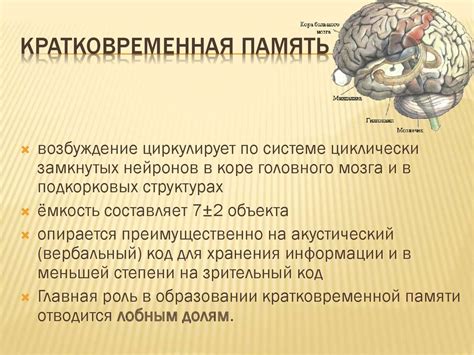 Память и обучение: взаимосвязь этих важных аспектов когнитивного функционирования