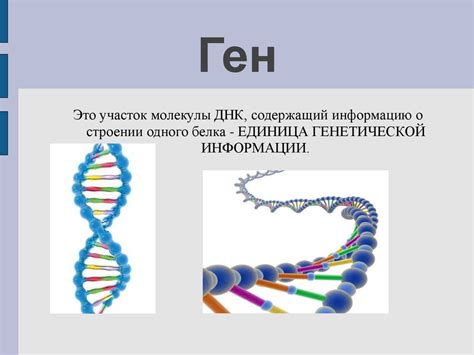 Передача генетической информации: ключевые механизмы