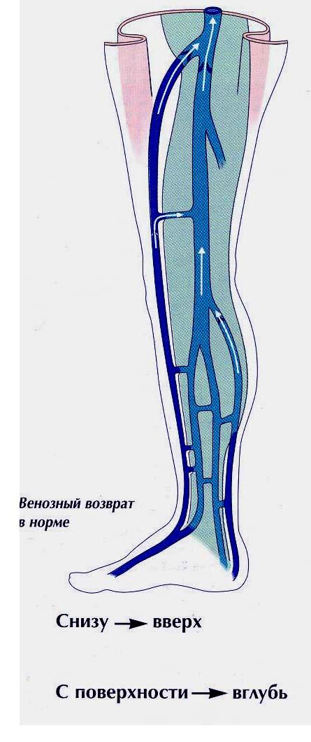 Перфорантные вены: что это их роль в организме