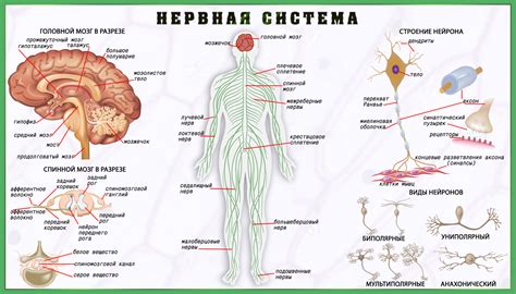 Питание и нервная система